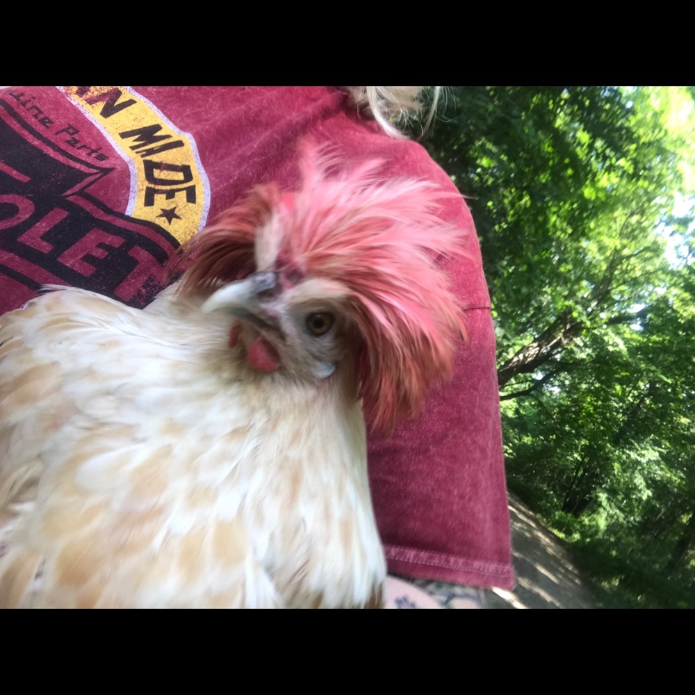 Meet your Posher, Maxine